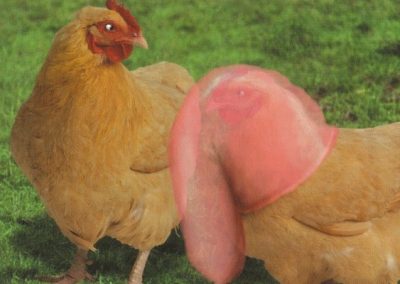‘Cock-A-Doodle’ Greetings Card